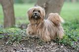 LHASSA APSO 212